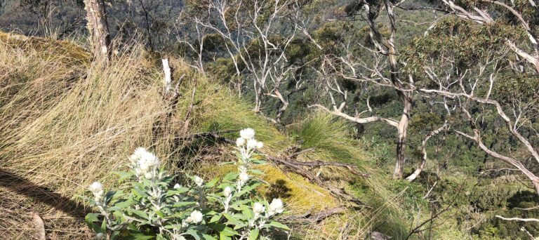 Worship and boasting