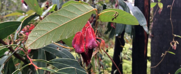 Peace and bitterness